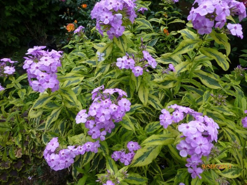  photo P1020032_1_zps2cccbea6.jpg