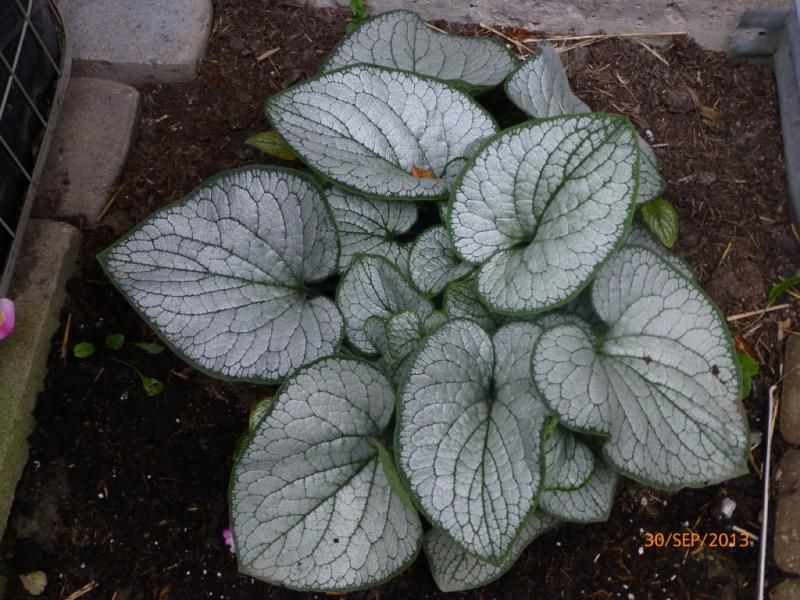  photo P1020114_1_zps4b666299.jpg