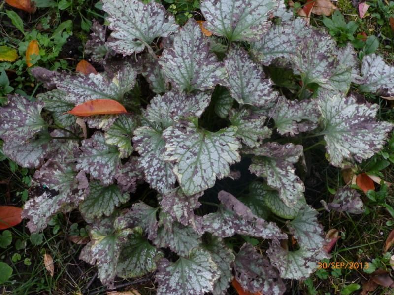  photo P1020115_1_zps4c3181d9.jpg