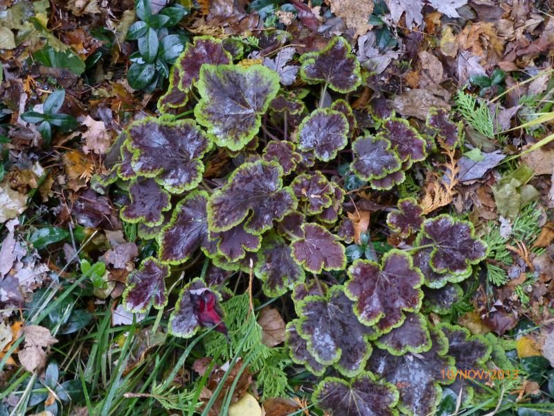  photo P1020218_zps6babf63d.jpg