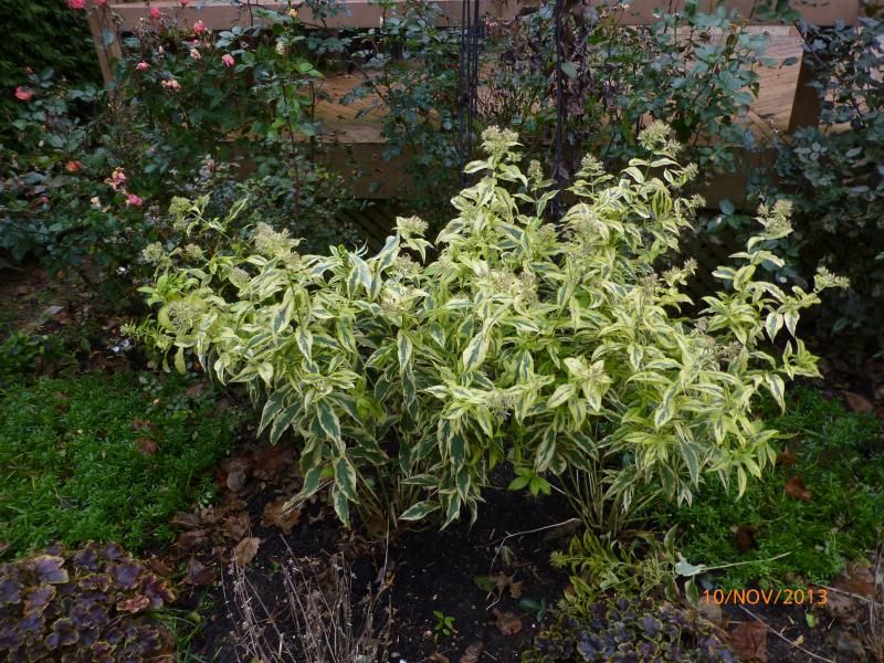  photo P1020219_zps0147f491.jpg