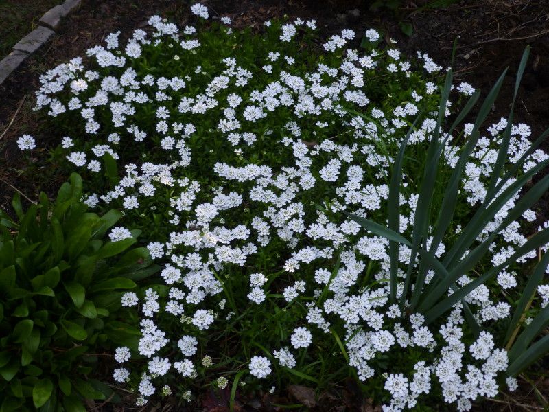  photo P1020432_1_zpsbdcdd378.jpg