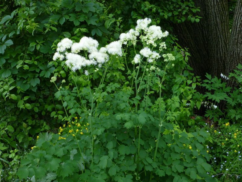  photo P1020562_1_1_zps678e0fca.jpg