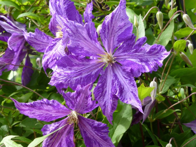  photo P1020678_1_zpsa05f00c2.jpg