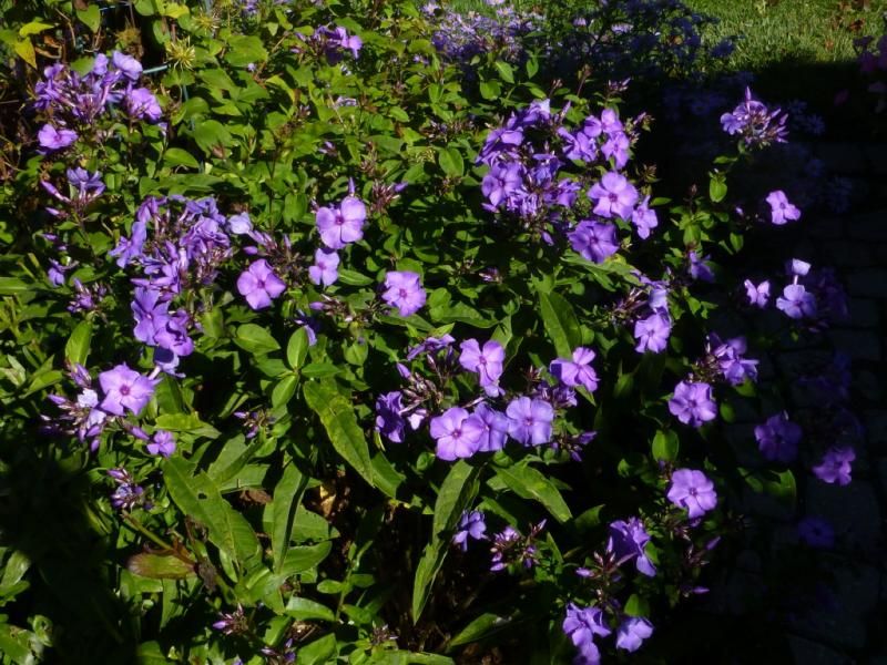  photo P1030208_1_zpsf0e69b14.jpg