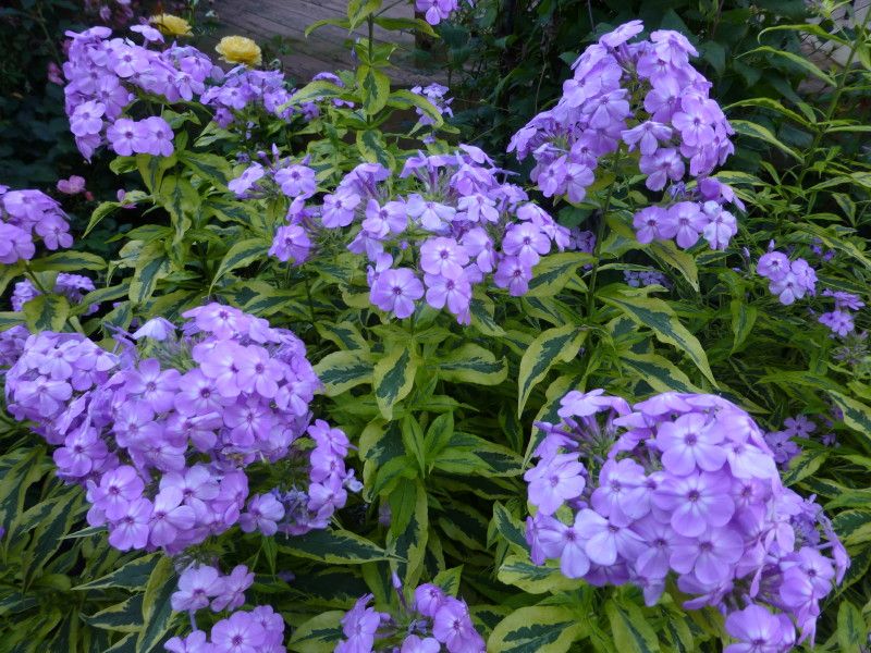  photo P1030231_1_zps5b4a544d.jpg