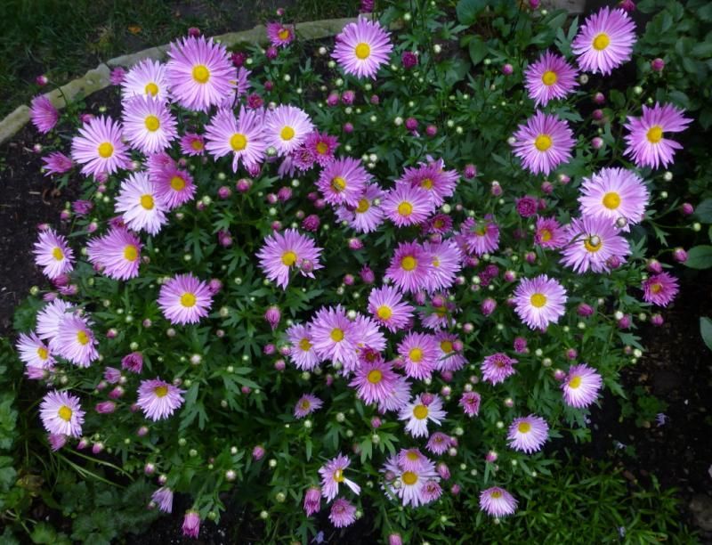  photo P1030240_1_zpsa72fa75e.jpg