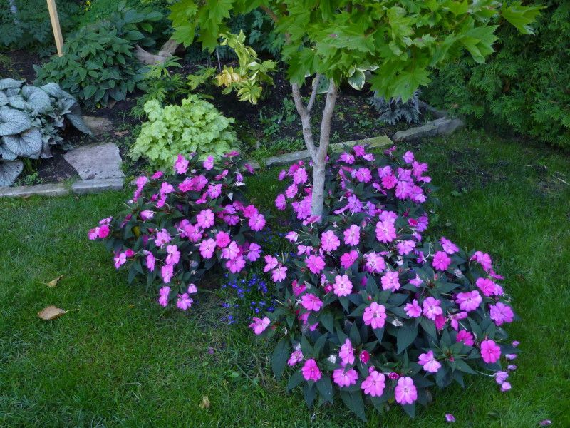  photo P1030295_1_zps2f40fff9.jpg