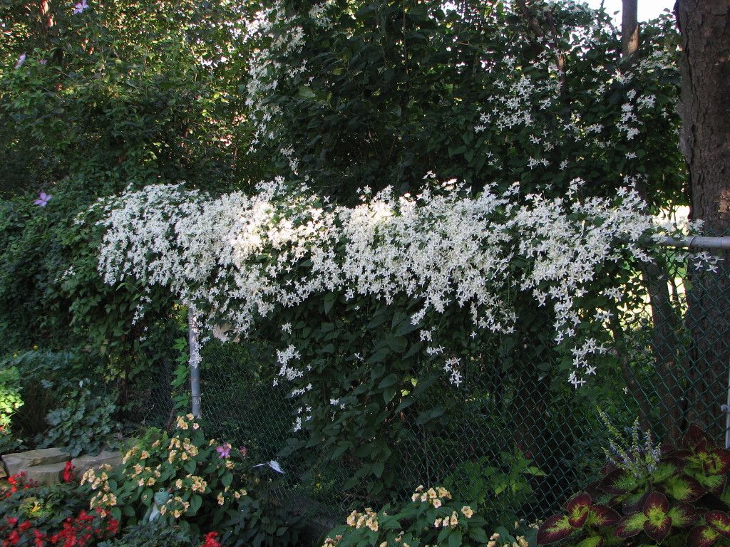  photo SACshade_zps576164db.jpg