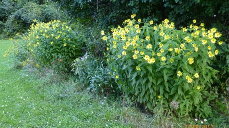  photo TwoLemonQueen_1_zpsdd6af31d.jpg