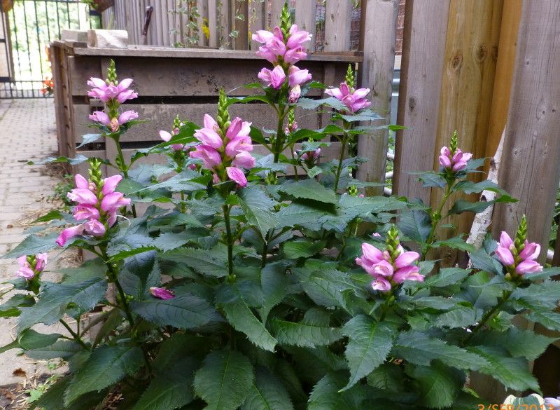  photo chelone2013_1_zpsba6b9617.jpg