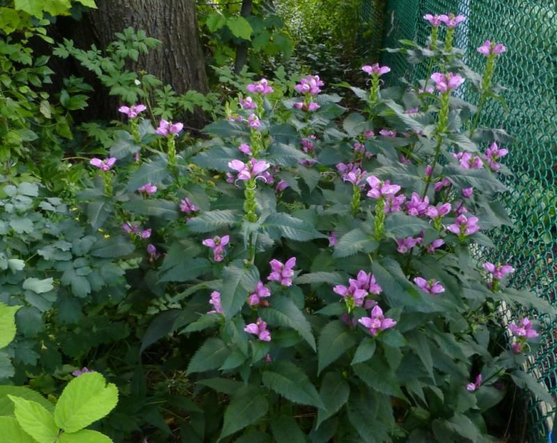  photo chelone_2_zpsf3fdca25.jpg