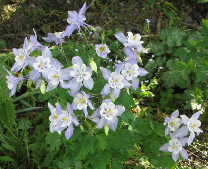 photo columbine_1.jpg