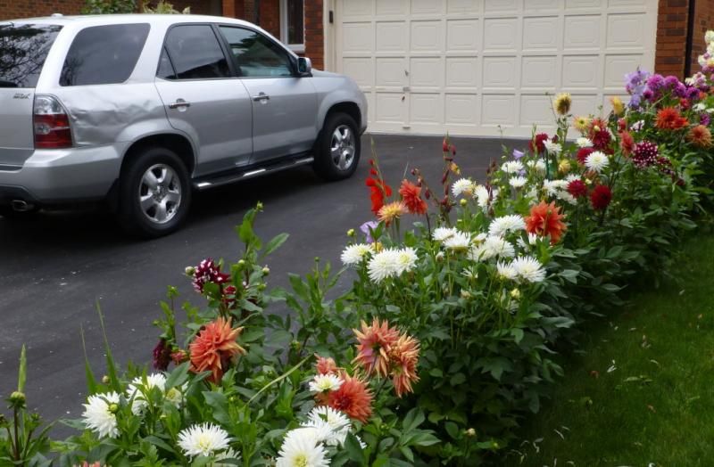  photo dahlias1_1_zps13987fa4.jpg