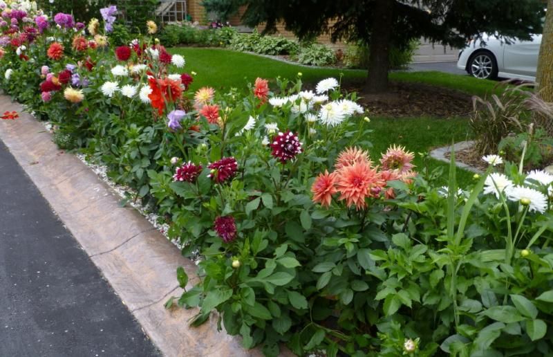  photo dahlias2_1_zps8a2785ba.jpg