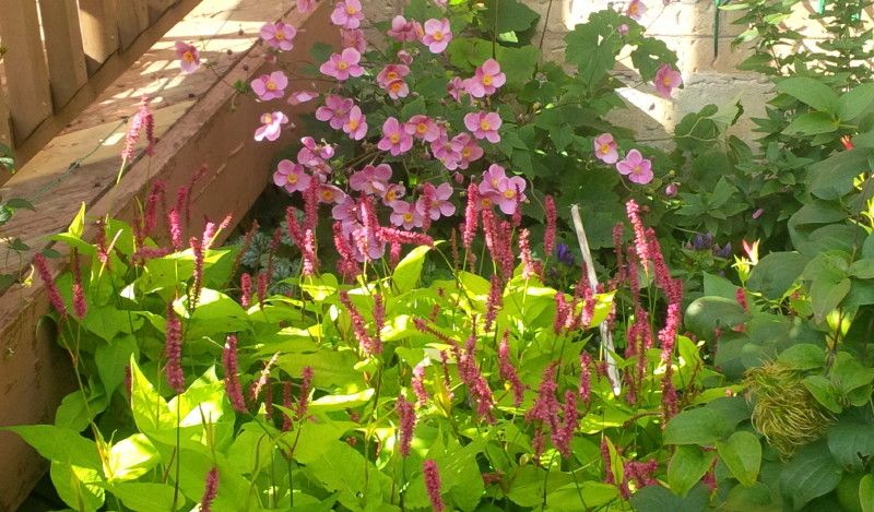  photo goldenarrow_1_zps359d1383.jpg