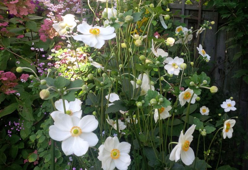  photo honorinejobert_1_zps6b4829a8.jpg