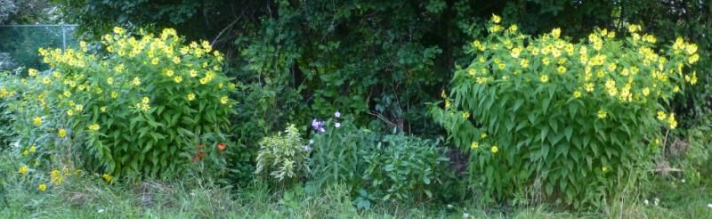  photo lemonQueens_1_zpsf7d6507f.jpg