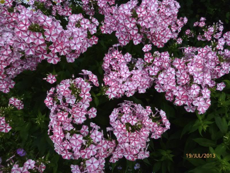  photo pepperminttwistupclose_1_zps13ee4a29.jpg