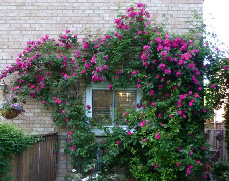  photo thatrosebush_1_zps82ccaad9.jpg