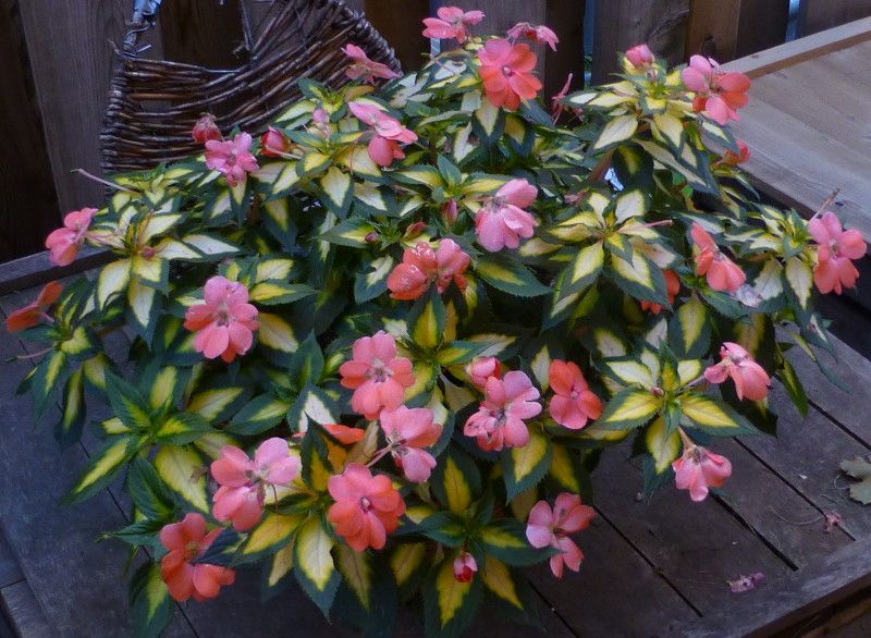  photo vareigatedSunPatiens_1_zpsa68cd42a.jpg