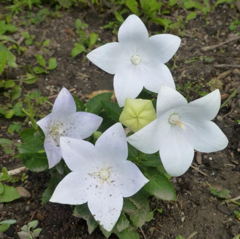  photo whiteballoonflower_1_zpsad6603b8.jpg