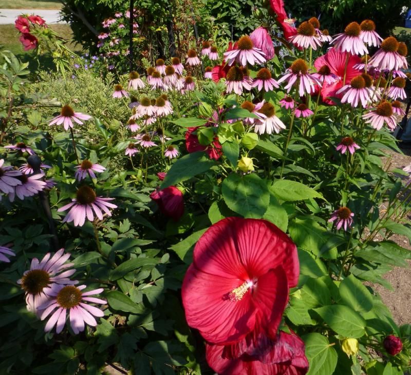  photo woodypic1_1_zps4adf9271.jpg