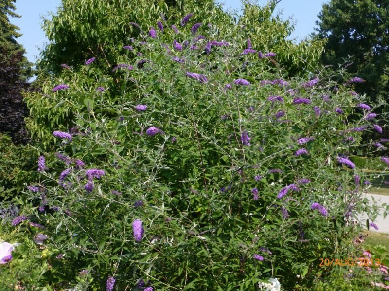  photo woodypic2_1_zps62fb4260.jpg