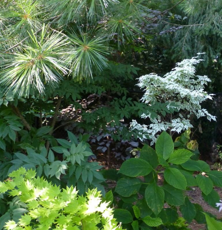  photo woodypic3_1_zpsaa060568.jpg