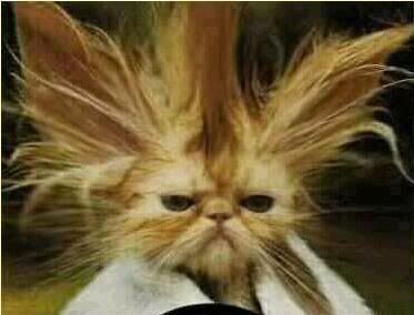 mad neko