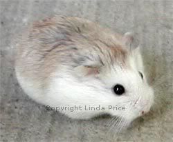white faced roborovski