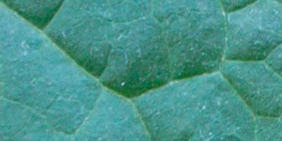 macrocrop.jpg