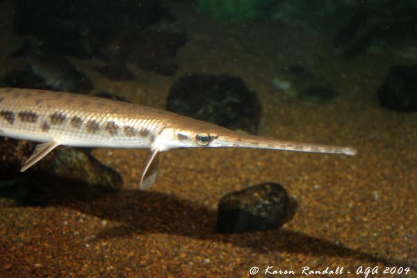 this is a gar, in case you were wondering.