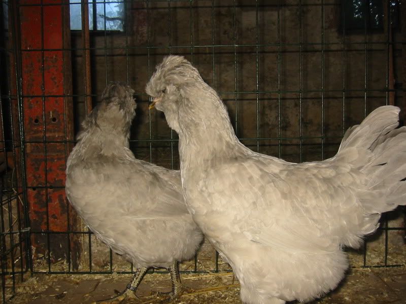 http://www.arabfishermen.com/ar/index.php?page=topic&show=1&id=93