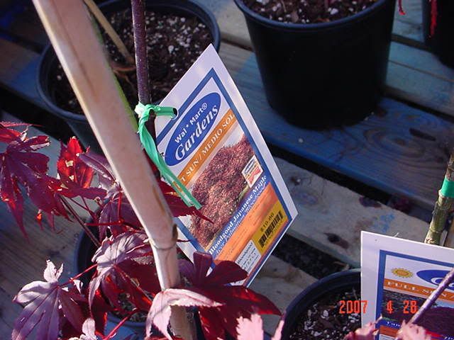 weeping japanese maple varieties. suggestion for japanese maple