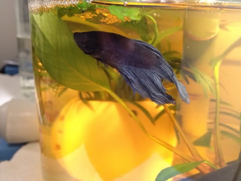 help? Depressed betta? parasites? Betta Fish Forum
