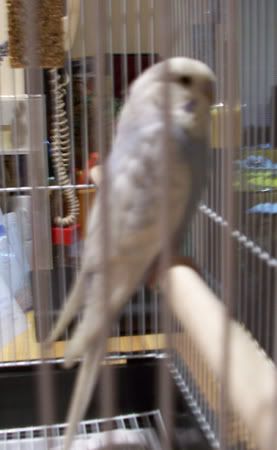 budgie.jpg