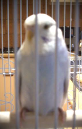 budgie2.jpg