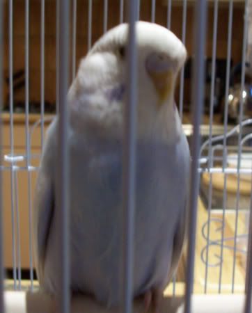 budgie3.jpg