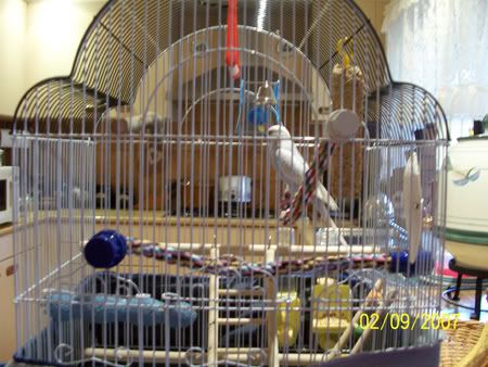 cage2.jpg