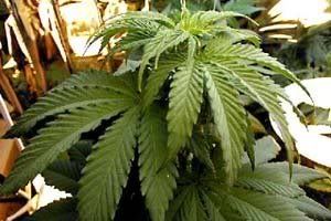 Ganja Plant Pictures, Images and Photos