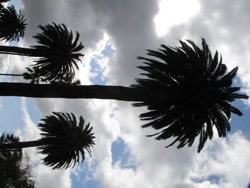 Palm Trees on a Cloudy Day Pictures, Images and Photos