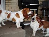 ListenToME.jpg YOU WILL LISTEN TO ME!!!! image by dultz