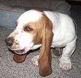 MaxHowl.jpg image by dultz