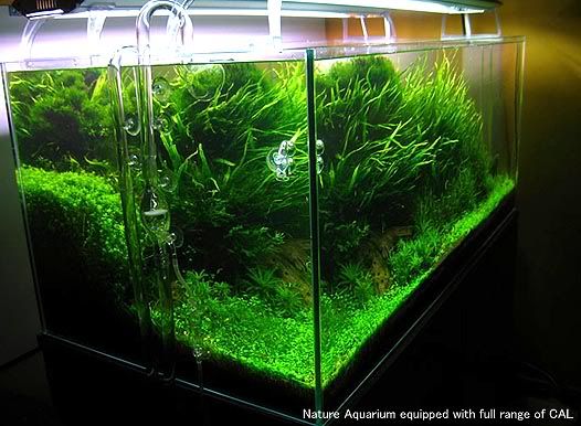teveel co2 aquarium