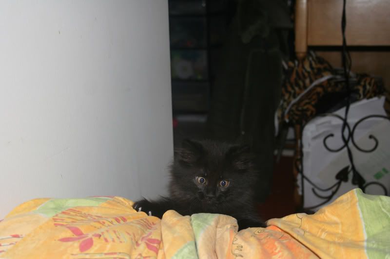 IMAGE: http://i7.photobucket.com/albums/y258/waxme/IMG_0421edit.jpg