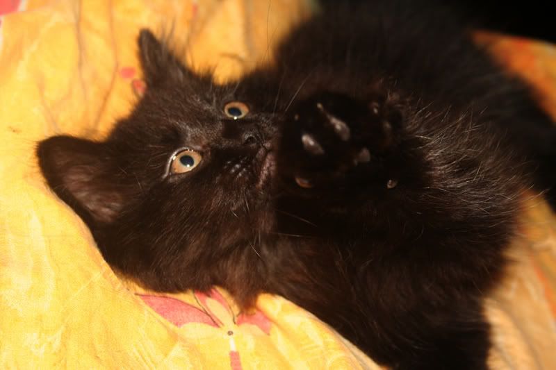 IMAGE: http://i7.photobucket.com/albums/y258/waxme/IMG_0427resize.jpg