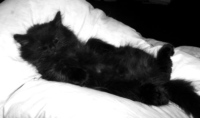 IMAGE: http://i7.photobucket.com/albums/y258/waxme/IMG_0457small.jpg