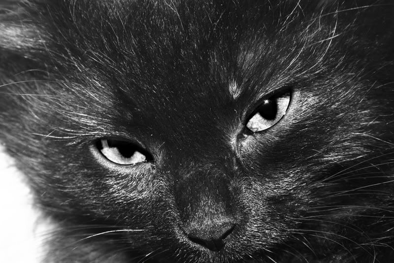 IMAGE: http://i7.photobucket.com/albums/y258/waxme/IMG_0459editresize.jpg