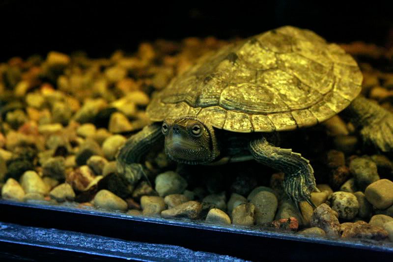 IMAGE: http://i7.photobucket.com/albums/y258/waxme/turtle1small.jpg